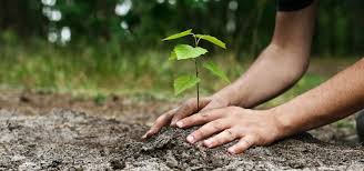 Trees are the most important gift of nature. Filipino Students Will Be Required By Law To Plant New Trees