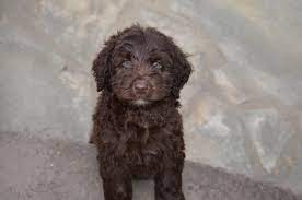 Are these puppies better than golden doodles?? Chocolate Labradoodle And Mini Labradoodle Puppies Chocolate Labradoodle And Mini Labrado Chocolate Labradoodle Puppy Chocolate Labradoodle Labradoodle Puppy