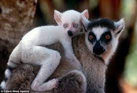 A Z List Of 125 Rare Albino Animals Pics Rare Albino Animals Albino Animals Unusual Animals