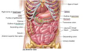 Gastrointestinal tract major organs carlson stock art. Female Anatomy Drawing Organs