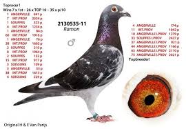 2130536 11 H E Van Parijs Public Auction Racing Pigeons Auction