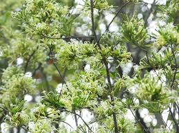 Image result for Turraea floribunda