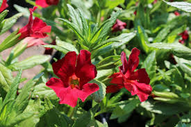 Image result for Mimulus