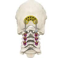 Posterior occipital-cervical-thoracic spinal system