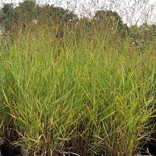 Image result for Panicum
