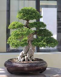 Water Jasmine Bonsai Tree Indoor Bonsai Japanese Bonsai