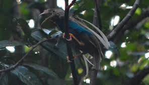 Burung cenderawasih biru merupakan burung langka yang berasal dari tanah papua. Mengenal Bidadari Halmahera Burung Langka Yang Hanya Ada Di Indonesia Kumparan Com