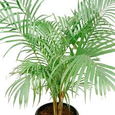 We did not find results for: Palm Tree Indoor Plants Philippines Unbeleafable Ph