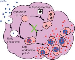 In pancreatic cancer, regional lymph nodes are those lymph nodes near the pancreas and distant lymph nodes are those lymph nodes in other parts of the body. Nanoparticle Drug Delivery Systems For Peritoneal Cancers A Case Study Of The Design Characterization And Development Of The Expansile Nanoparticle Colby 2017 Wires Nanomedicine And Nanobiotechnology Wiley Online Library
