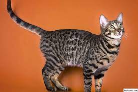 kaplan renkli kedi cinsi tanimi ve karakteri