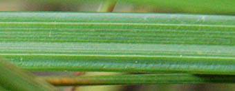 Image result for Scleria mikawana