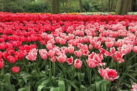 Frühblühende, meist kleinere tulpensorten blühen ab märz. Amsterdam Organisierter Tagesausflug Zu Den Blumenfelder Im Keukenhof Park Eintrittskarten Online Einlass Ohne Warteschlange
