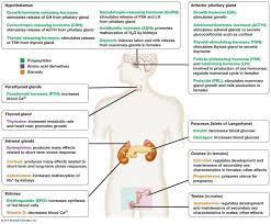 General Biology Pictures Of Biological Phenomena Endocrine System Endocrine Glands Endocrine