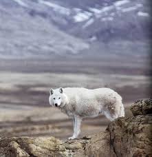 We did not find results for: Types Of Wolves International Wolf Center