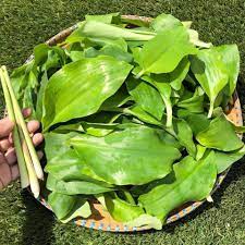 16 march at 15:40 ·. Kerabu Cekur Stail Kelantan Banyak Khasiat Ratah Macam Tu Pun Sedap Mingguan Wanita