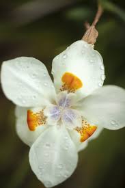 Image result for Dietes