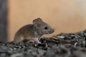 Answer a few questions about your home project. Rodent Control Services Converse San Antonio Tx A P C Pest Services