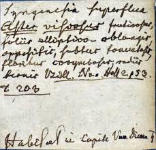 Image result for Pogonospermum divaricatum