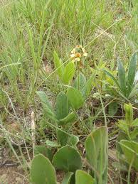 Image result for Eriosema cordatum