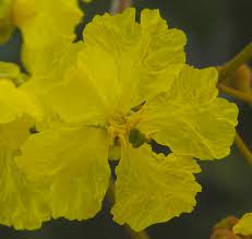 Image result for Peltophorum dubium