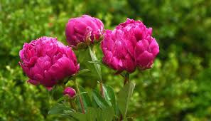 We did not find results for: Free Stock Photo Of Peony Flowers Download Free Images And Free Illustrations