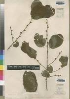 Image result for Bridelia mollis