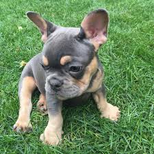 Find this pin and more on just cute! Our New Blue And Tan French Bulldog Puppy Martini She S So Cute And Sweet Bulldogpuppies Bulldo Bulldog Puppies French Bulldog Puppies French Bulldog Blue