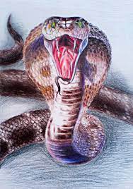King Cobra By Diana 0421 On Deviantart Cobra Art Snake Drawing King Cobra Snake