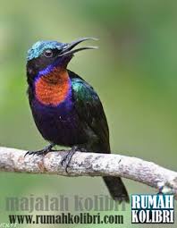 Ciri khas dari burung ciblek adalah adanya dua garis putih dan ekor panjangnya yang memiliki warna hitam dan putih. Perbedaan King Konin Jantan Dan Betina Rumah Kolibri