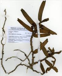 Image result for Calyptrochilum