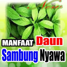 Manis, dan obat penurun panas. Manfaat Daun Sambung Nyawa Fur Android Apk Herunterladen