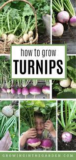 Turnips can be grown between taller crops such as broad beans and sweetcorn or alongside feathery carrots. How To Grow Turnips 5 Tips For Growing Turnips Growing In The Garden