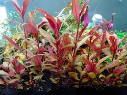 【送料無料】アルテルナンテラレインキーミニ 5本 水中葉 水草