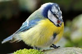 Meldeaktion Zum Meisensterben Nabu Vogel Im Garten Meise Vogelwelt