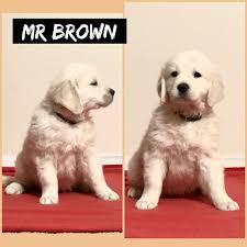 We did not find results for: Golden Retriever Puppies For Sale Marengo Il 346922