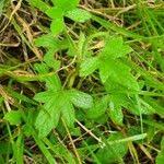 Image result for Pelargonium alchemilloides