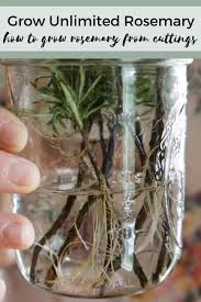 Image result for rosemary cuttings