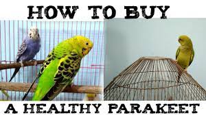 Homemade Hand Feeding Formula Recipe For Baby Budgies Zebra Finches Lovebirds Hindi Youtube