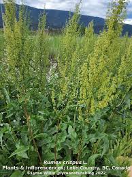 Image result for Rumex crispus