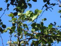 Image result for Balanites maughamii