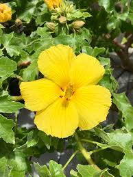Image result for Hibiscus engleri