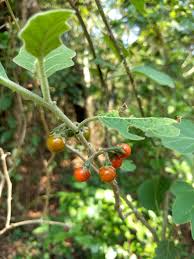Image result for Solanum anguivi