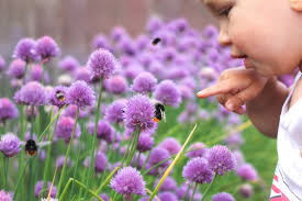 Get gardening for the bees. 12 Best Flowers Trees Herbs For Bees Horticulture Co Uk