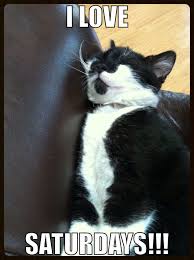 Saturday Cute Funny Animals Funny Animal Memes Saturday Humor