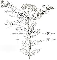 Image result for Pluchea dioscoridis