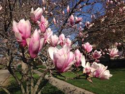 Its flowers appear in early spring before the leaves, and. Albion Trees Saucer Magnolia
