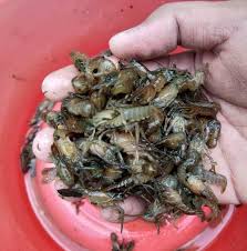 Karena udang ini merupakan udang air tawar yang paling populer di indonesia. Benih Udang Kara Air Tawar Penang Posts Facebook