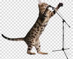 His breeding program, in conjunction with breeders virginia cobb and billie gerst and geneticist clyde keeler, produced kittens with beige, brown and pointed coats. Bengal Cat Savannah Cat Kitten Toyger Ocicat Kitten Transparent Background Png Clipart Hiclipart