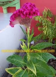 Celosia cristata l.) adalah tanaman bunga yang tergolong dalam family amaranthaceae. Tanaman Hias Jengger Ayam Merah Celosia Argentea Yang Berkhasiat Aneka Hewan Peliharaan Dan Tanaman Hias