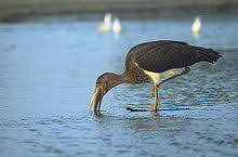 2016 ella nest / cuib ella. BarzÄ NeagrÄ Wikipedia